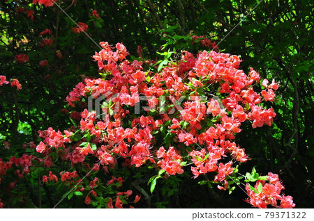 Michinoku Shiokaze Trail Minamisanriku Town Azalea blooming on the summit of Mt. Tatsuganesan Michinoku Shiokaze Trail Minamisanriku Town Azalea blooming on the summit of Mt. Tatsuganesan 79371322