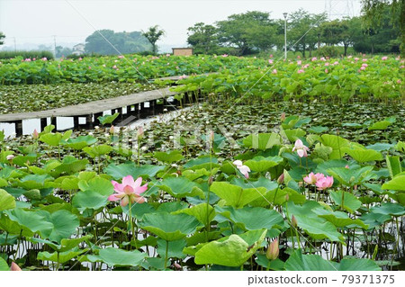 A landscape of ancient pink lotus flowers that shines in the rainy season in Tone Town, Ibaraki Prefecture A landscape of ancient pink lotus flowers that shines in the rainy season in Tone Town, Ibaraki Prefecture 79371375