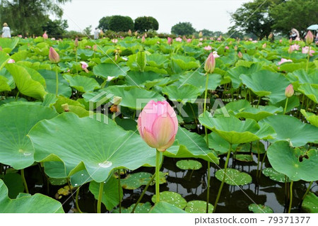 A landscape of ancient pink lotus flowers that shines in the rainy season in Tone Town, Ibaraki Prefecture A landscape of ancient pink lotus flowers that shines in the rainy season in Tone Town, Ibaraki Prefecture 79371377