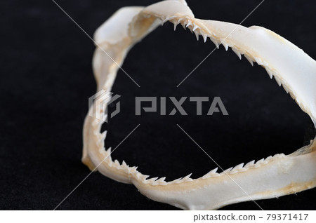 Shark tooth specimen Shark tooth specimen 79371417