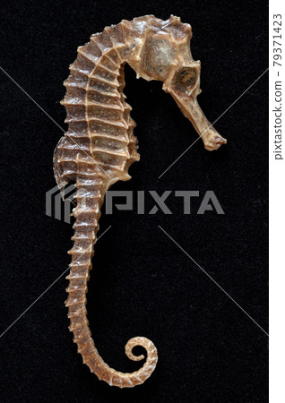 Seahorse specimen Seahorse specimen 79371423