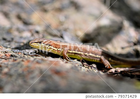 Sunbathing japanese canadian snake Sunbathing japanese canadian snake 79371429