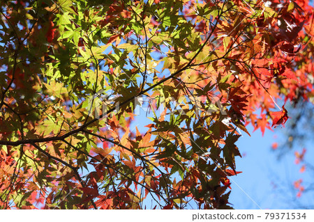 秋葉楓紅黃美麗的葉子漸變 秋葉楓紅黃美麗的葉子漸變 79371534