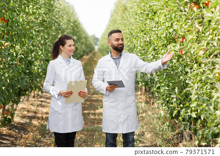 Orcharding, farmers working in farm, making notes, agricultural Orcharding, farmers working in farm, making notes, agricultural 79371571