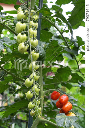 Mini tomatoes in the vegetable garden (confet) Mini tomatoes in the vegetable garden (confet) 79371643