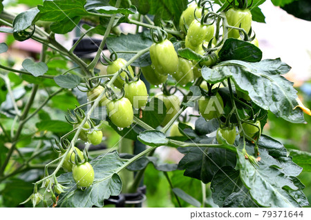 Mini tomatoes in the vegetable garden (confet) 79371644