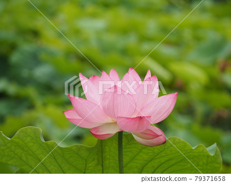 一朵蓮花 79371658