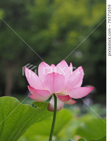一朵蓮花 79371659