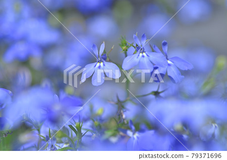Azzurro compact · sky blue 79371696