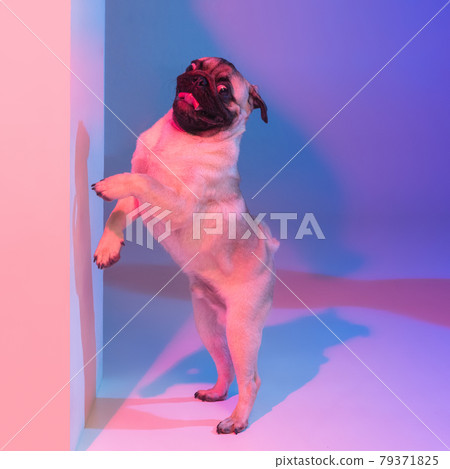 Portrait of cute small purebred pug, pet isolated over gradient purple pink background in neon light. Portrait of cute small purebred pug, pet isolated over gradient purple pink background in neon light. 79371825