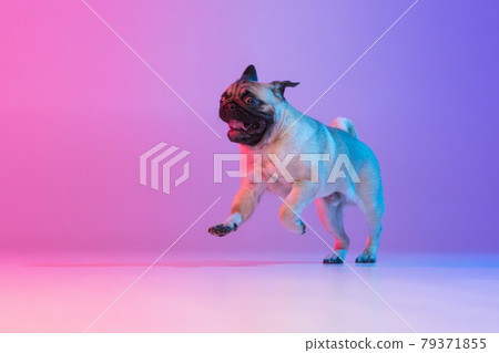 Portrait of purebred pug-dog cheerfully running isolated over gradient purple pink background in neon light. Portrait of purebred pug-dog cheerfully running isolated over gradient purple pink background in neon light. 79371855