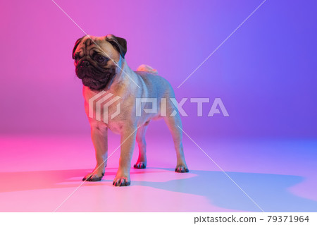 Portrait of purebred pug-dog isolated over gradient purple pink background in neon light. Portrait of purebred pug-dog isolated over gradient purple pink background in neon light. 79371964