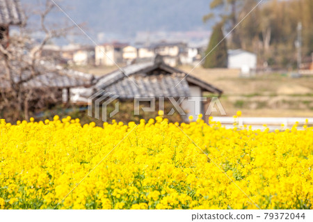A view of a rape field 79372044