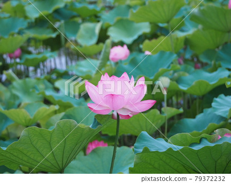 A lotus A lotus 79372232
