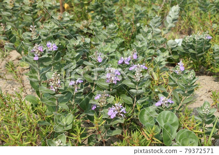 荊條圓葉花 79372571