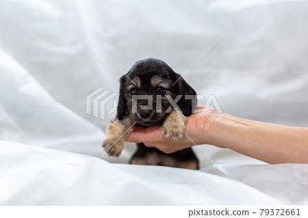 Puppy Kaninhen Dachshund 79372661