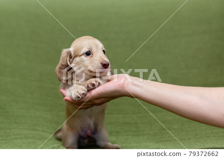 Puppy Kaninhen Dachshund 79372662