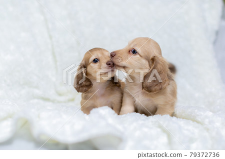 Puppy Kaninhen Dachshund Puppy Kaninhen Dachshund 79372736