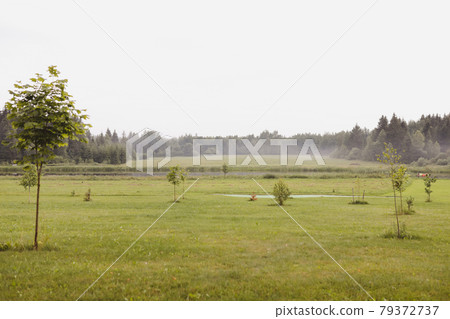 summer landscape with green growing field in countryside summer landscape with green growing field in countryside 79372737