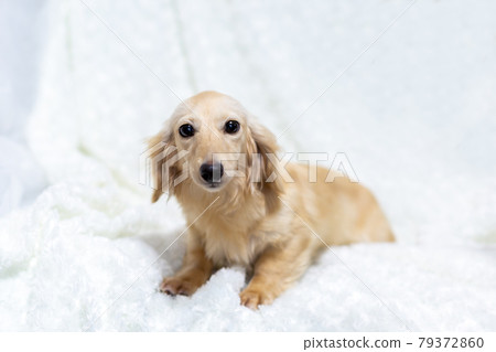 Adult Kaninchen Dachshund Adult Kaninchen Dachshund 79372860