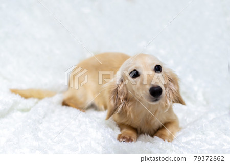 成年卡寧欽臘腸犬 79372862
