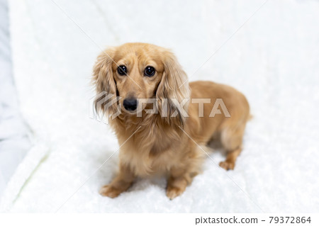 Adult Kaninchen Dachshund 79372864