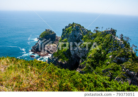 A large community of Ligularia dentata on the Okirai Peninsula, Sanriku-cho, Ofunato, Iwate Prefecture 79373051