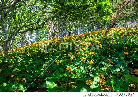 A large community of Ligularia dentata on the Okirai Peninsula, Sanriku-cho, Ofunato, Iwate Prefecture 79373054