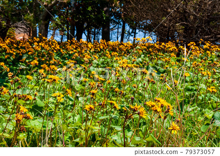 岩手縣大船渡市三陸町Okirai半島上的大型Ligularia dentata群落 79373057