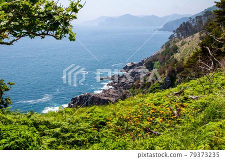 A large community of Ligularia dentata in Okirai Peninsula, Ofunato Sanriku Town, Iwate Prefecture A large community of Ligularia dentata in Okirai Peninsula, Ofunato Sanriku Town, Iwate Prefecture 79373235