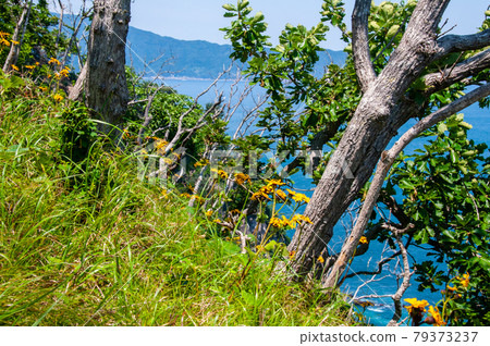 岩手縣大船渡三陸町Okirai半島的大型Ligularia dentata群落 79373237