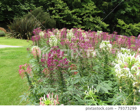 已經開始綻放的 Cleome 粉紅色和白色的花朵 79373299
