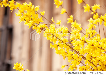 Forsythia flower 79373762