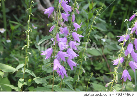 Hatazaokikyo blooming in the countryside garden Hatazaokikyo blooming in the countryside garden 79374669