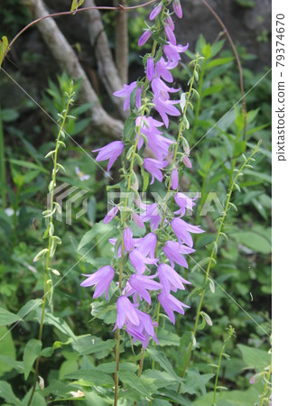 Hatazaokikyo blooming in the countryside garden 79374670
