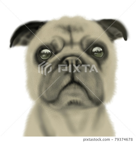 現實的哈巴狗圖 現實的哈巴狗圖 79374678