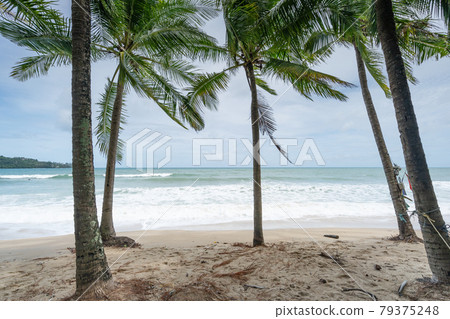 Summer season background amazing Coconut palm... - Stock Photo [79375248] -  PIXTA