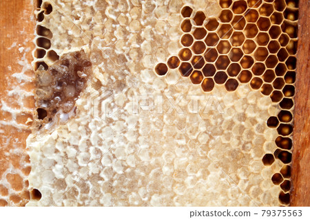 Fresh bee honey in a wooden Honeycomb frame Fresh bee honey in a wooden Honeycomb frame 79375563