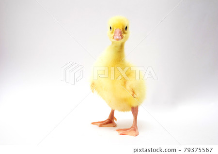 Portrait of Cute Young Ducklings on white Portrait of Cute Young Ducklings on white 79375567