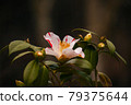 茶花 79375644