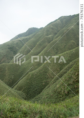 抹茶山 抹茶山 79376131