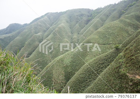 抹茶山 抹茶山 79376137