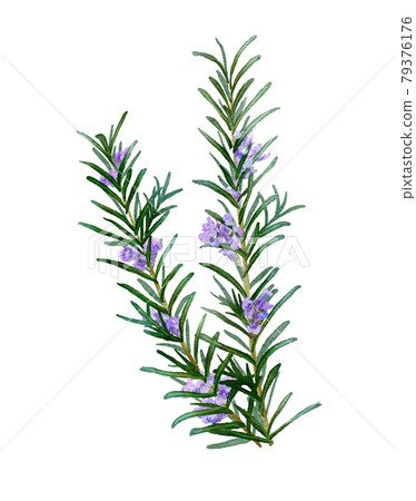 Rosemary watercolor illustration 79376176