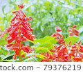 Salvia that blooms without losing to the rain 79376219