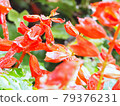 Rainy salvia flowers 79376231