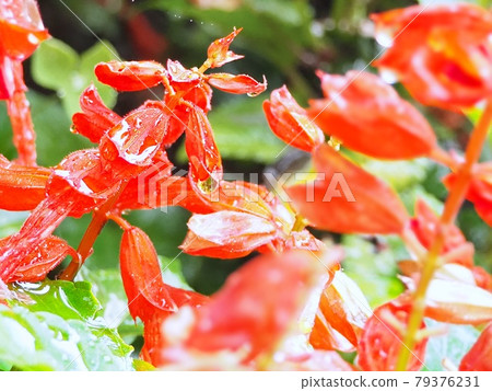 Rainy salvia flowers Rainy salvia flowers 79376231