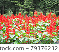 Salvia's flower garden 79376232
