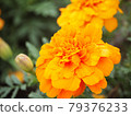 Orange marigold 79376233