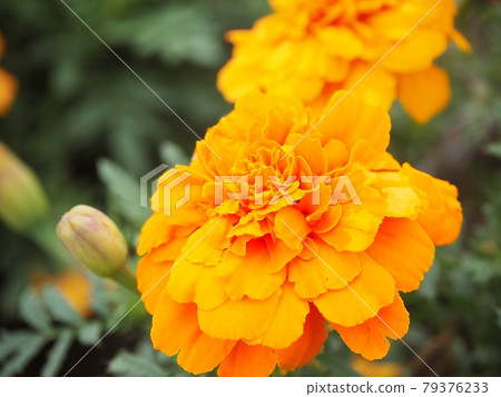 Orange marigold Orange marigold 79376233