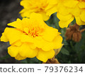 Yellow marigold 79376234